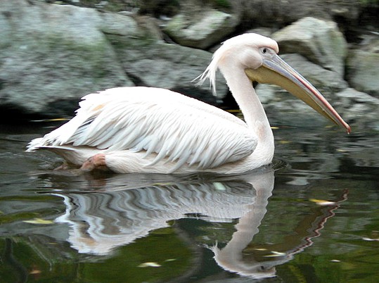 Pelecanus Onocrotalus Pelecanus Crispus 